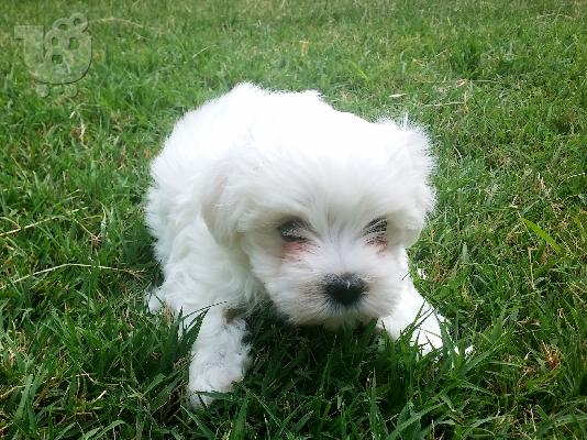 Μικρόσωμο μαλτέζακι